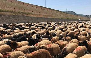 Göçerlerin zorlu yayla yolculuğu başladı