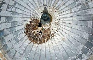 Göçmen leylekler yavrularına yuva olarak yine camiyi...