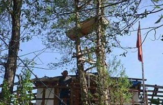 Görenler gözlerine inanamıyor, araçların dallarında...