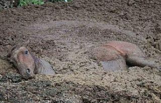 Gübreye batan yılkı atının zor anları