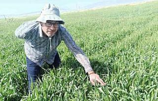 Günyüzü ilçesinde tarlalarda süne kontrolü yapıldı