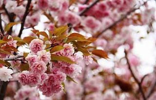 Güzel kokusuyla rengarenk çiçeği ile sakura ağacı