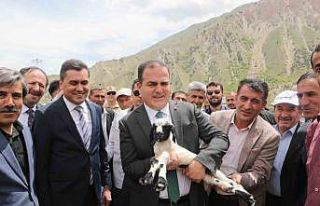 Hakkari’de 200 besiciye 4 bin küçükbaş hayvan...