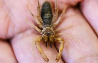 Hakkari’de yeni bir böğü böceği türü keşfedildi