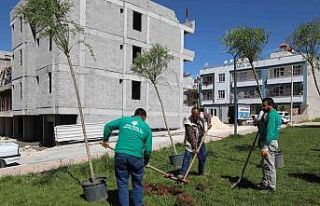 Haliliye’de ağaçlandırma çalışması