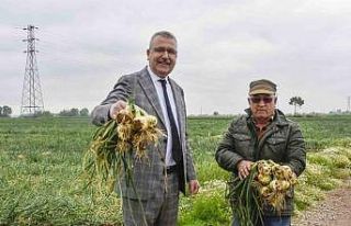 Hasat sonrası soğan fiyatı 7 liraya kadar düşecek