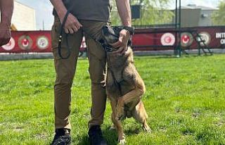 Hassas burunlar kıyasıya yarıştı