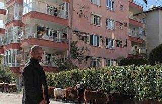 Hatay sokakları keçilere kaldı