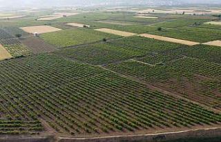 Hatay’da depremzede üreticiler üzüm yaprağı...