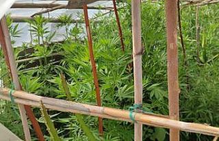 Hatay’da kenevir operasyonu