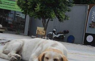 Hatay’da yaklaşık 10 bin depremzede ’can dost’...