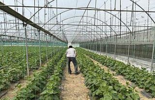 Hava ısındıkça sebze fiyatları düşecek