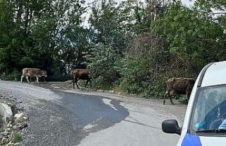 Havalar ısındı, başıboş inekler kent merkezine...