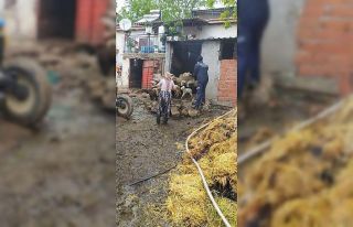 Hayvan damında yangın çıktı, onlarca küçükbaş...