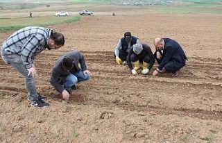 Hibe destekli yağlık ayçiçeği tohumları toprakla...