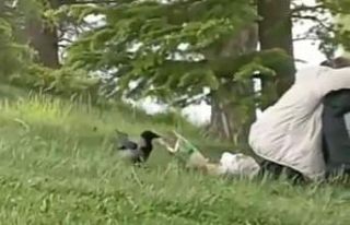 ‘Hırsız Karga’ parkta oturan gençlerin cipsini...
