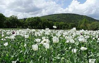 Hisarcık’ta beyaza bürünen haşhaş tarlaları...