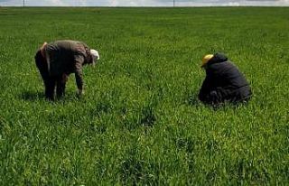 Hububat ekili alanlarda tarla faresi ile mücadele...