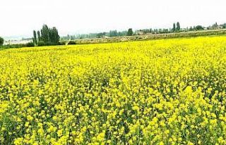 Hububat tarlasındaki yabani sarı hardal otu görsel...