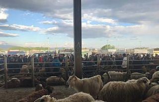 Iğdır hayvan pazarında yoğunluk