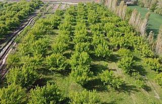 Iğdır’daki İrem Bağları’nda bahar