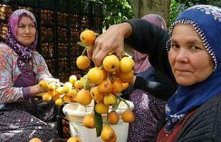 İhracat yolundaki son yenidünyalar yüz güldürüyor