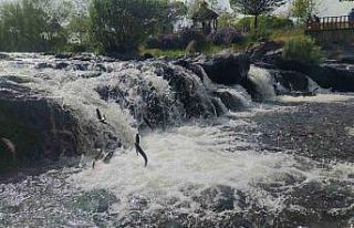 İnci kefalinin muhteşem yolculuğu