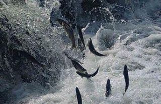 İnci kefalinin muhteşem yolculuğu başladı