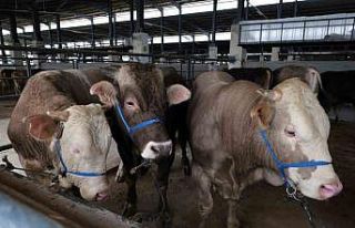 İnegöl hayvan pazarına ilk kurbanlıklar geldi