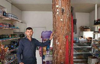 İş yerinin ortasından geçen ağaç dikkat çekiyor