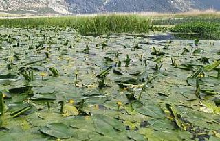 Işıklı Gölü’nde nilüfer şöleni başlıyor