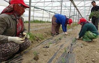 Isparta’da domates ve karanfil fideleri toprakla...