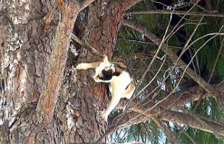 İtfaiye müdürlüğü bahçesindeki ağaçta kedi...