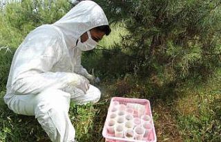 İzmir Aliağa’da ‘terminatör’ böcekler doğaya...