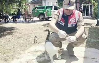 Jandarma deprem nedeniyle sahipsiz kalan hayvanları...