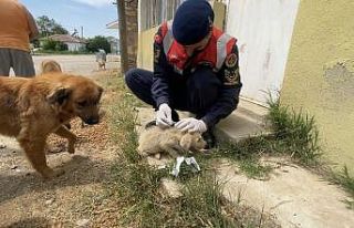 Jandarma’dan sokak hayvanlarına şefkat eli