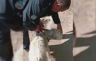 Kafası bidona sıkışan köpeği itfaiye kurtardı