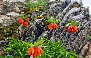 Kahramanmaraş’ta ters laleler kartpostallık görüntüler...