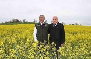 Kanolada ‘bakla zınnı’ mücadelesi