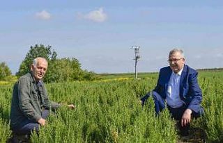 Karacabey, aromatik bitki alanında da dikkat çekiyor