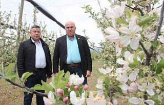 Karaman’da 12 milyon elma ağacı aynı anda çiçek...