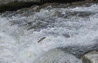 Kars’ta balıkların ölüm göçü sürüyor