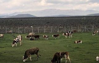 Kars’ta meralar renklendi
