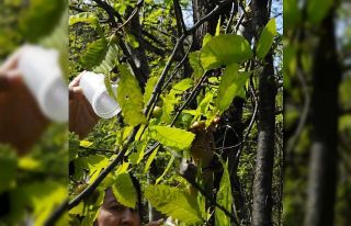 Kastamonu’da ’katil gal arısı’yla mücadele...