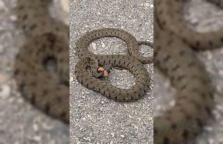 Kastamonu’da şehir merkezinde görülen yılan...