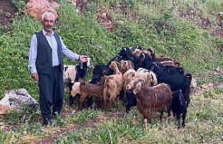 Kaybolan küçükbaş sürüsünü jandarma ekipleri...