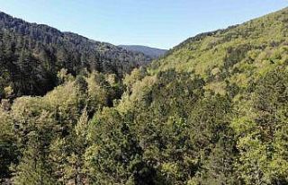 Kazdağları yeşilin binbir tonuna ev sahipliği...