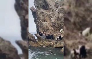 Keçilerin deniz keyfi