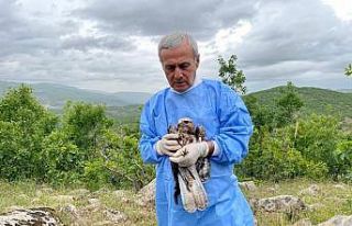 Kemik nakliyle sağlığına kavuşan şahin, tedavisinin...
