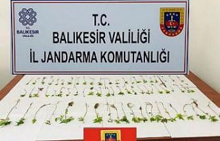 Kenevir bitkisi yetiştirenler jandarmadan kaçamadı